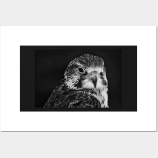 Saker Falcon Intimate Portrait Posters and Art